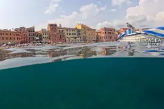 Sestri Levante - Gabbiano su barchetta 2.jpg