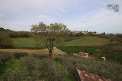 Az-Agricola-Cantina-Colle-Ciocco-02