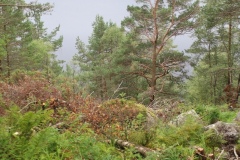 Geiranger-Preikestolen-06