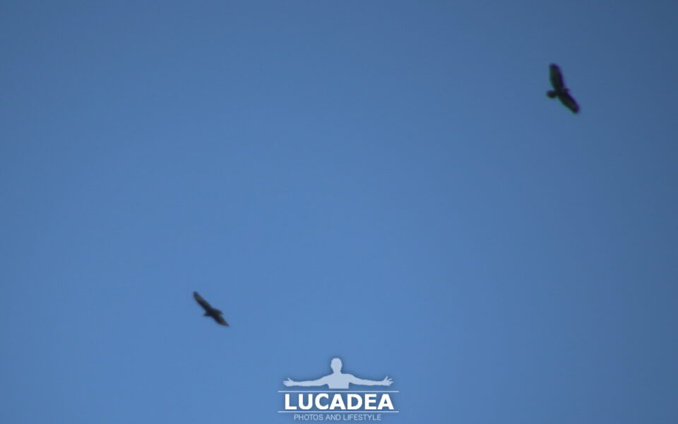 Rapaci in volo sulle alture di Sestri Levante