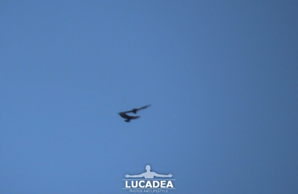 Rapaci in volo sulle alture di Sestri Levante