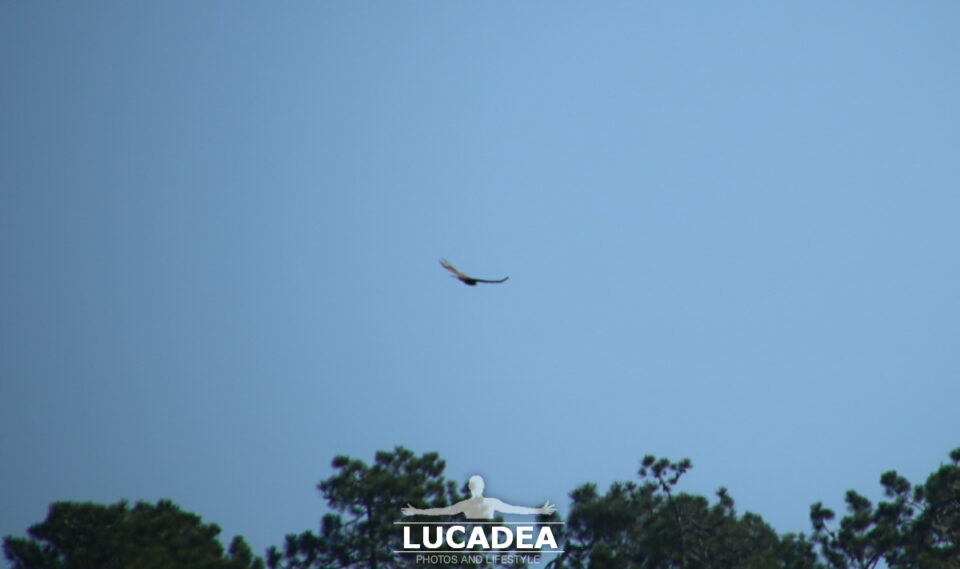 Rapaci in volo sulle alture di Sestri Levante