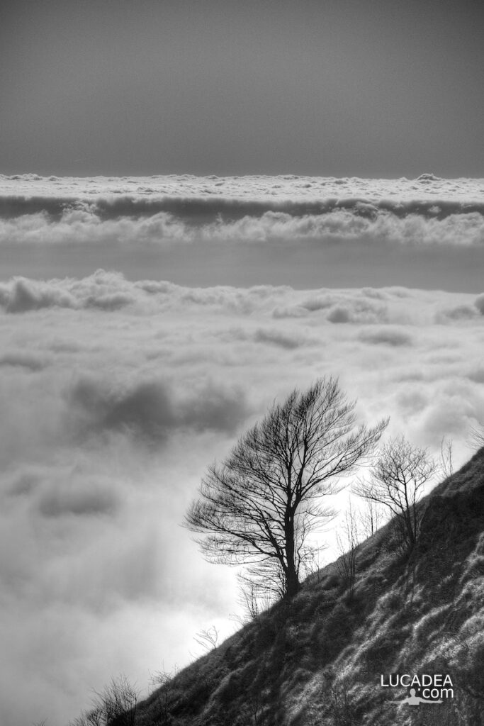 Un albero con alle spalle un tappeto di nuvole visto dal Monte Zatta