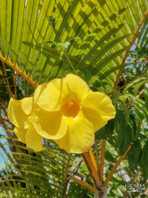 L'oleandro giallo o del Perù fotografato ai Caraibi