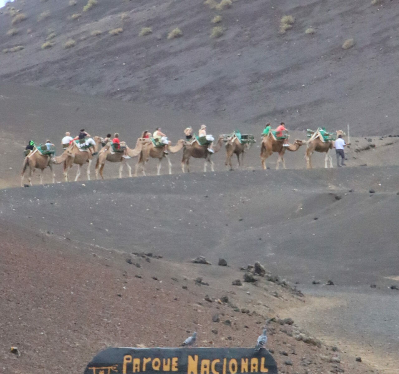 I cammelli del Timanfaya nell'isola di Arrecife