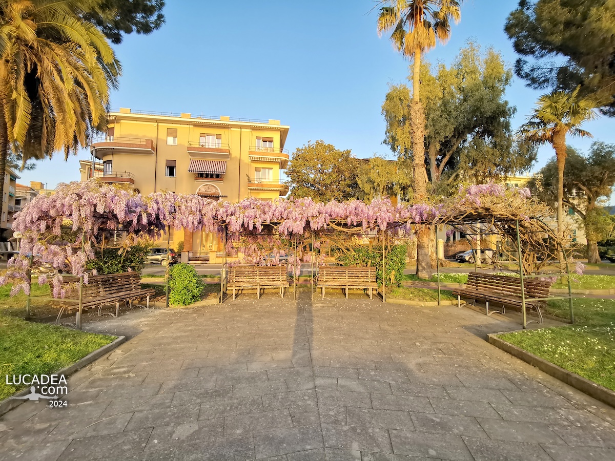 Il glicine fiorito in primavera a Sestri Levante