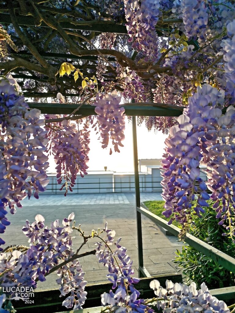 Il glicine fiorito in primavera a Sestri Levante