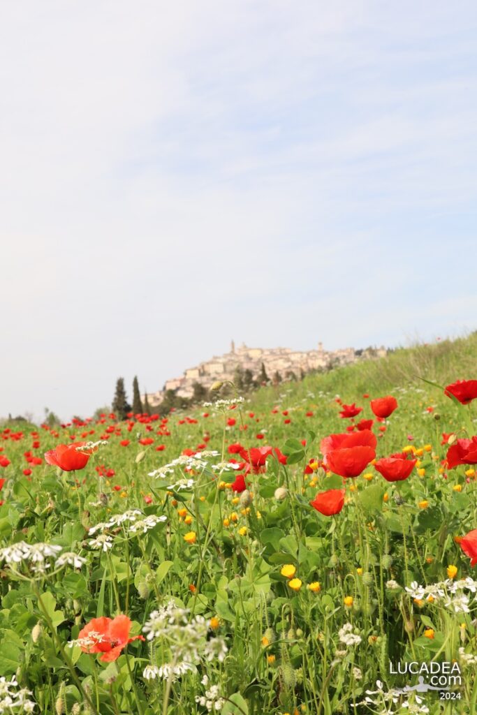 Il borgo di Trevi visto dai prati che lo circondano