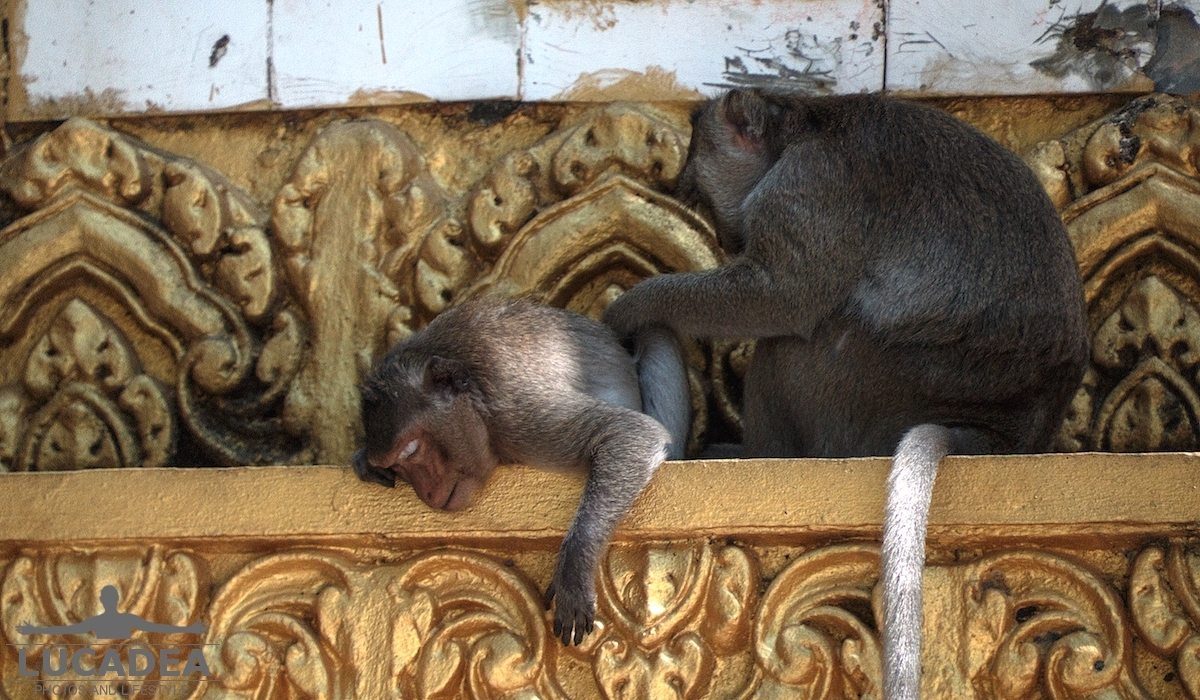 scimmiette Tempio Wat Leu 05