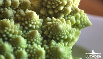 cavolo romanesco