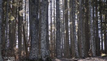 Gli alberi di faggio del Monte Zatta in Liguria