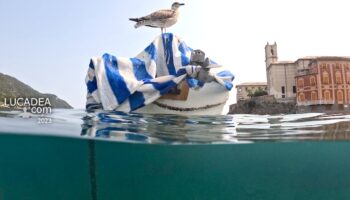 Un gabbiano in posa in Baia del Silenzio