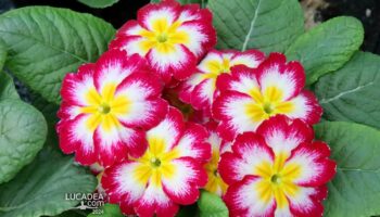 I bellissimi fiori della Primula Comune