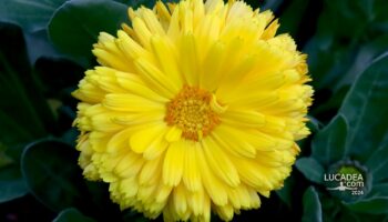 La gialla Calendula: un fiore di sole e di salute