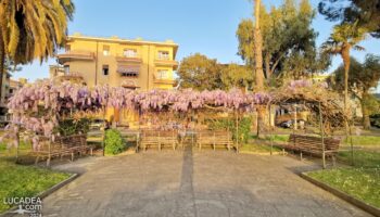 Il glicine fiorito in primavera a Sestri Levante