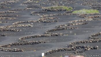 Le buche chiamate hoyos per proteggere le viti ad Arrecife